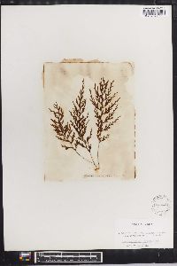 Hymenophyllum lanceolatum image