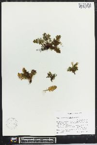 Trichomanes holopterum image