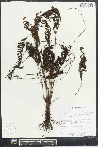 Trichomanes hostmannianum image