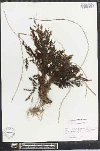 Trichomanes hostmannianum image