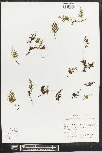 Trichomanes hymenophylloides image