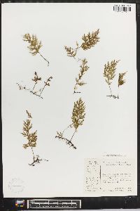 Trichomanes hymenophylloides image