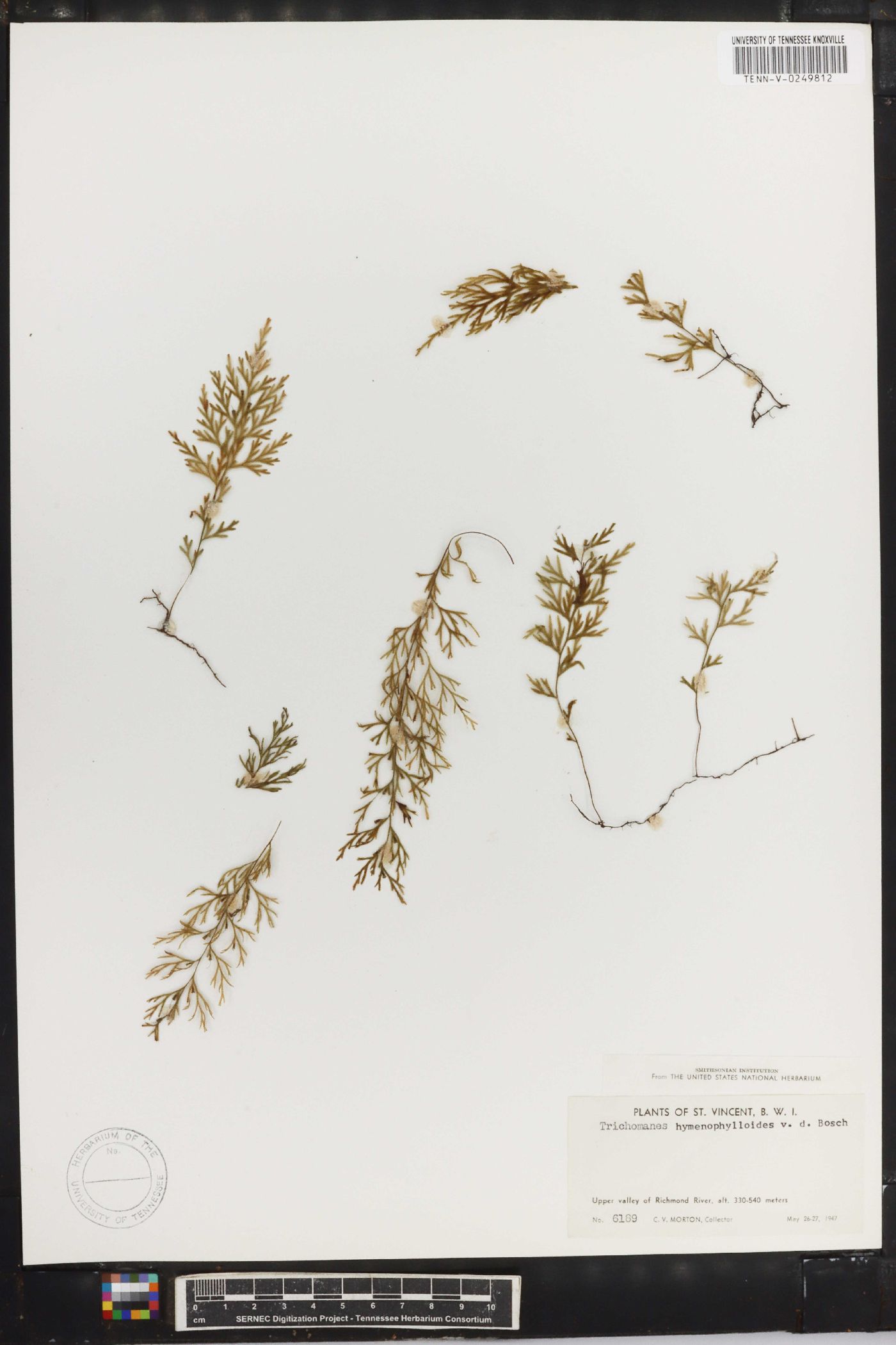 Trichomanes hymenophylloides image