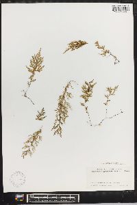 Trichomanes hymenophylloides image