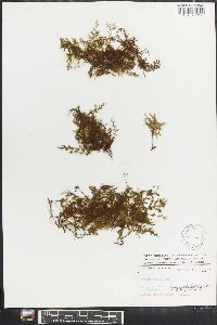 Trichomanes hymenophylloides image