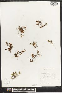 Trichomanes lineolatum image