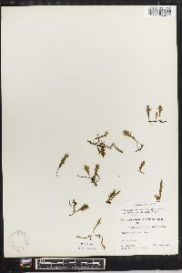 Trichomanes muscoides image