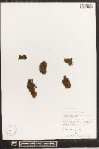 Media resource of Trichomanes ovale