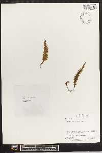 Trichomanes polypodioides image