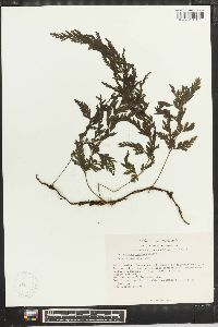 Trichomanes radicans image