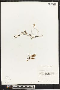 Trichomanes reptans image