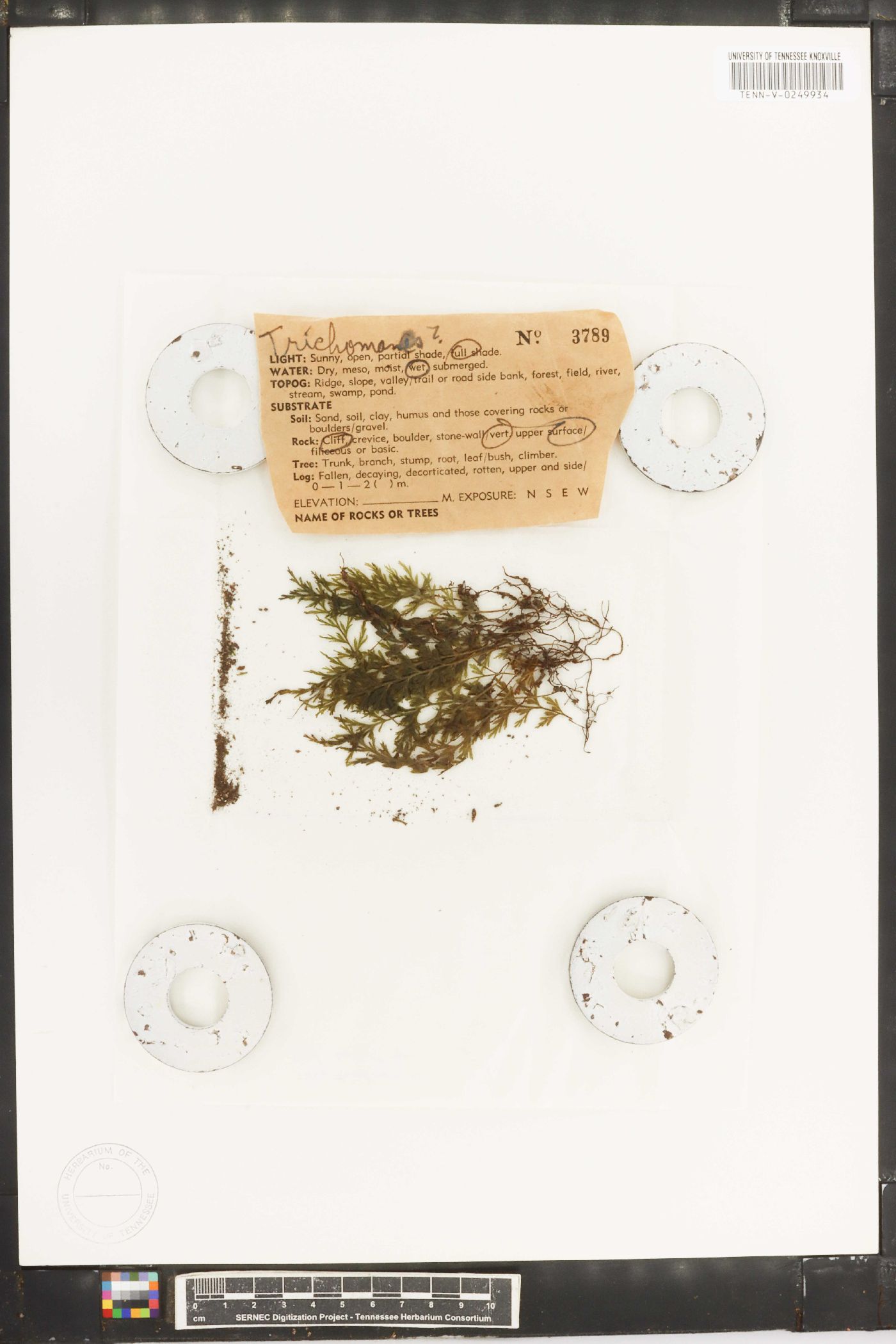 Trichomanes rupestre image