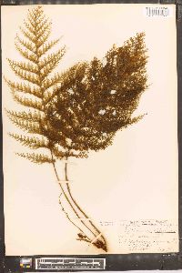 Callistopteris apiifolia image