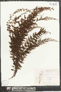 Vandenboschia auriculata image