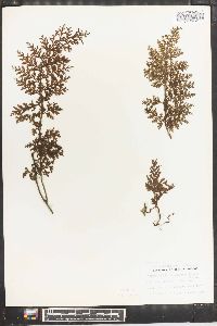 Vandenboschia davallioides image