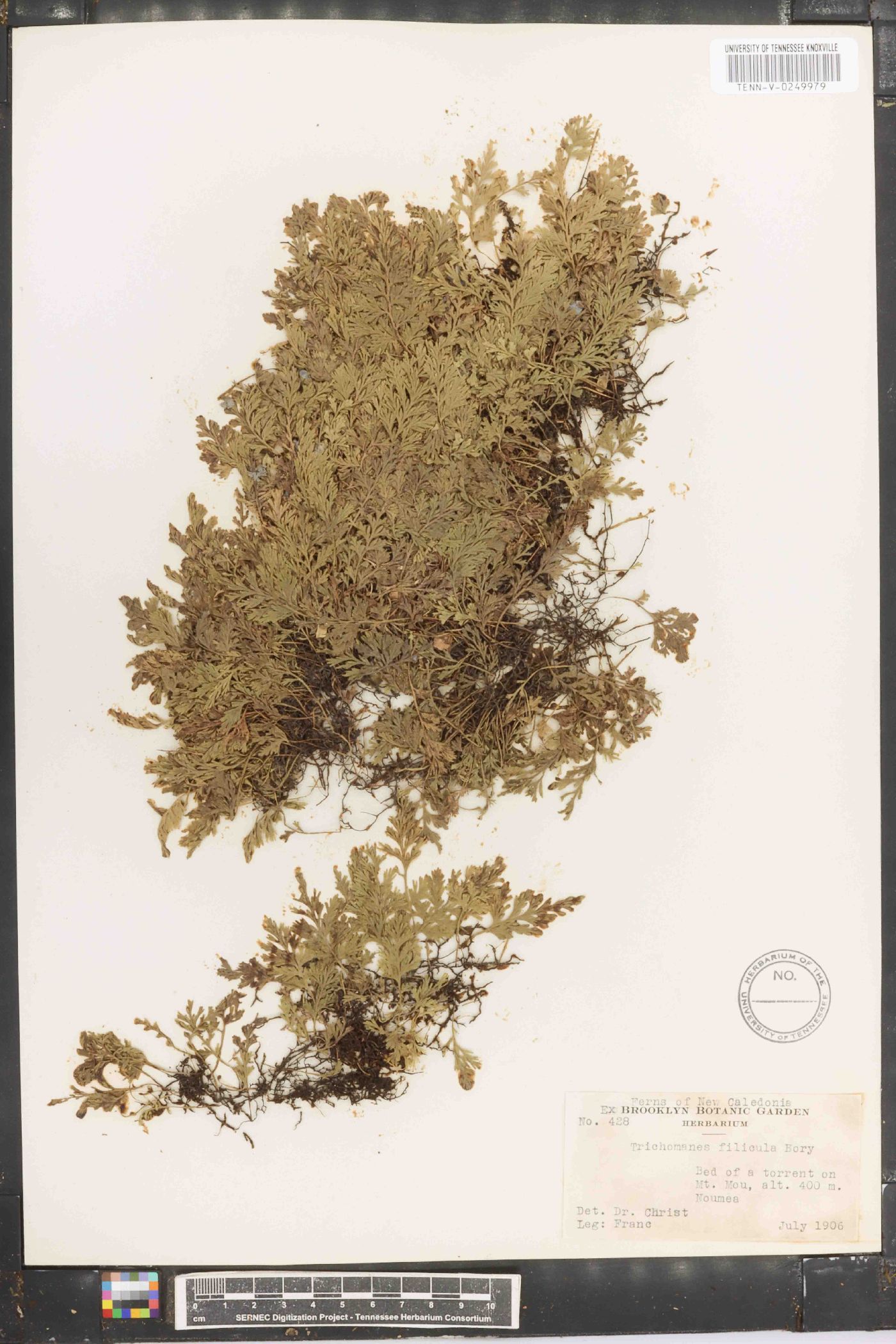 Crepidomanes bipunctatum image