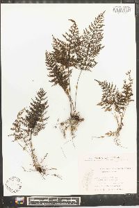 Abrodictyum obscurum image