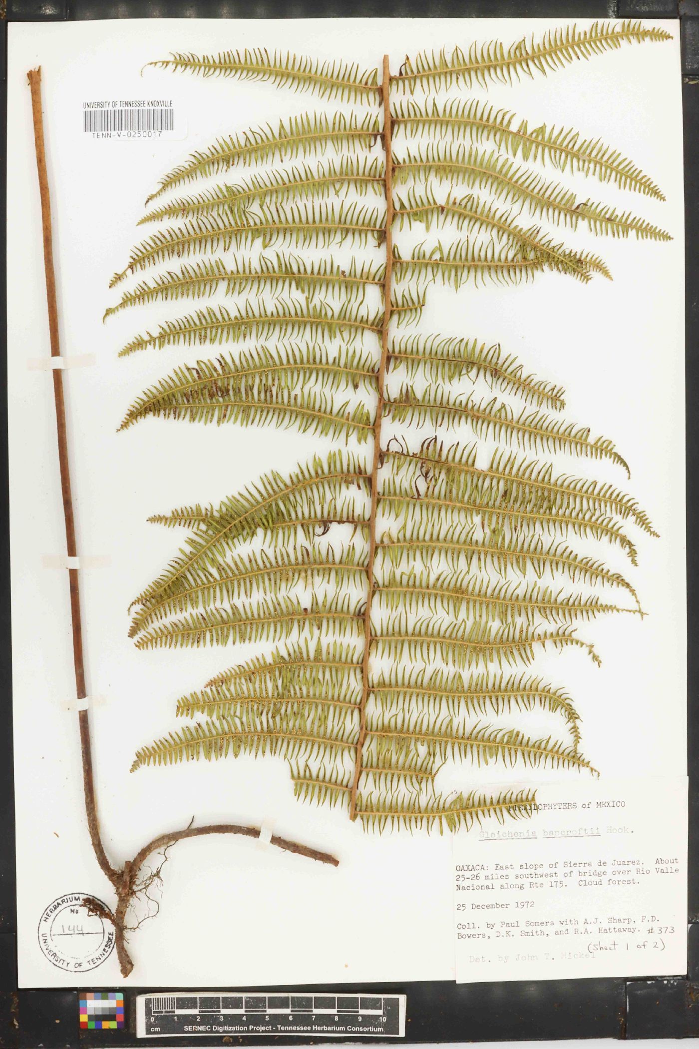 Gleichenia bancroftii image