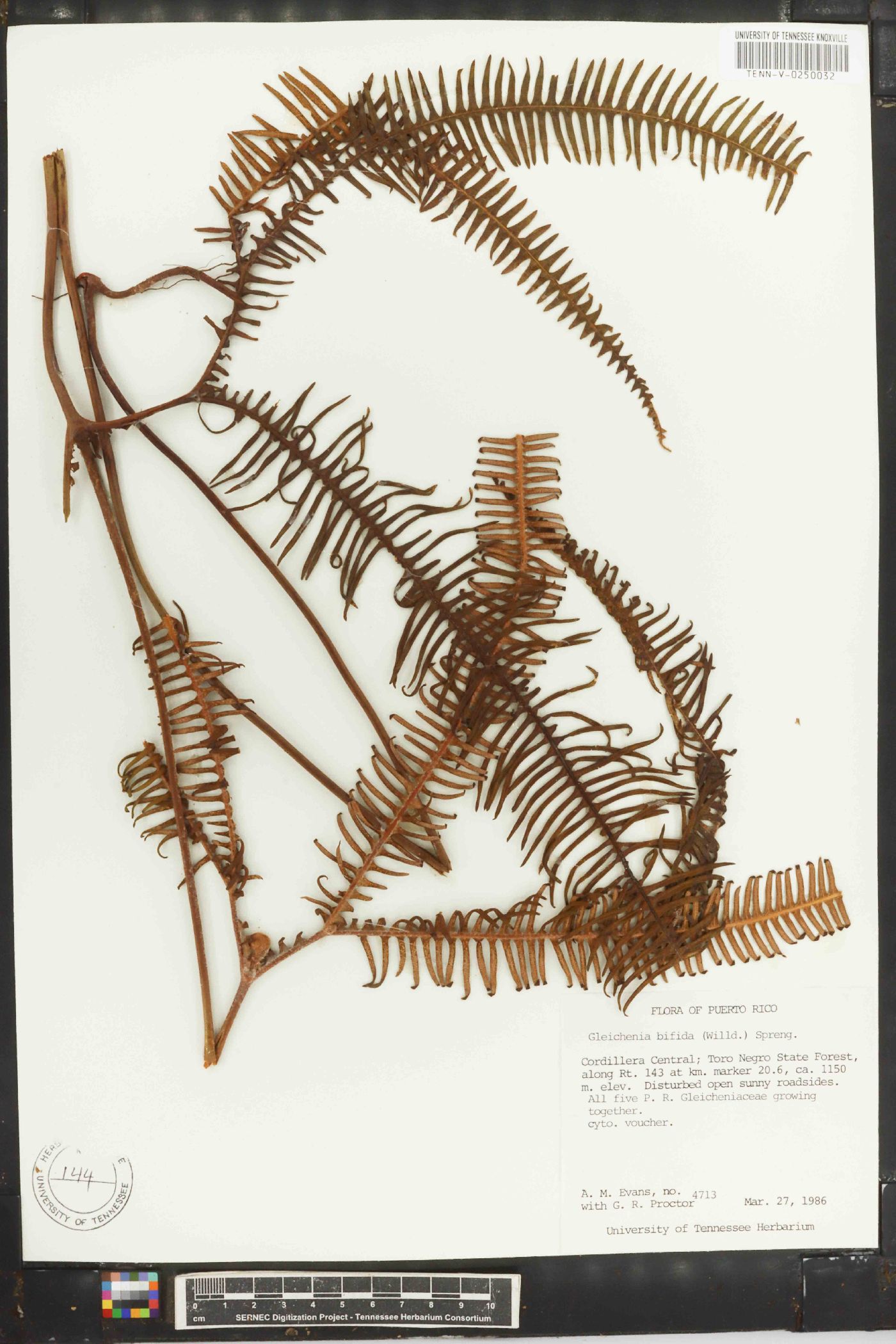 Sticherus bifidus image