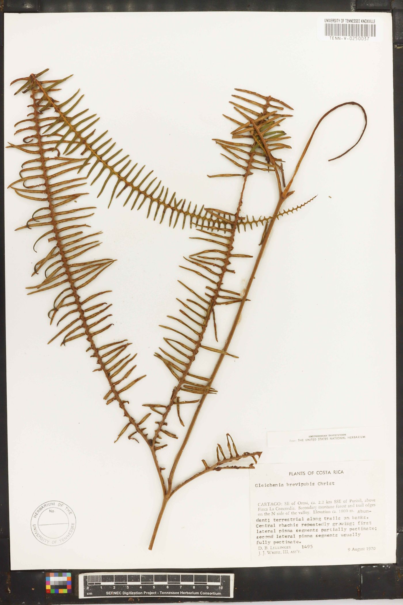 Gleichenia brevipubis image