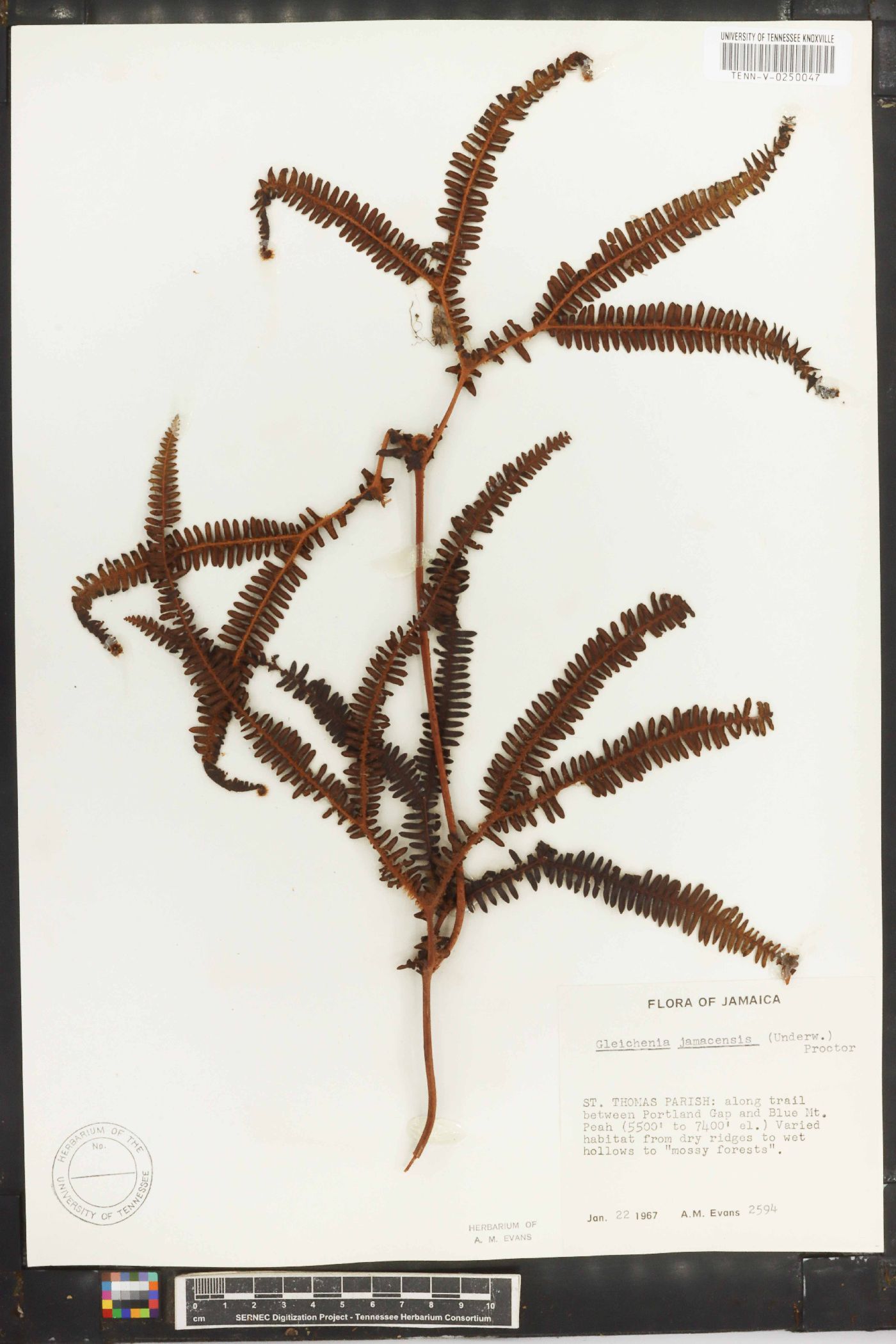 Gleichenia jamaicensis image