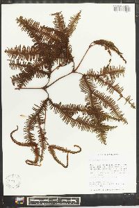 Gleichenia rubiginosa image