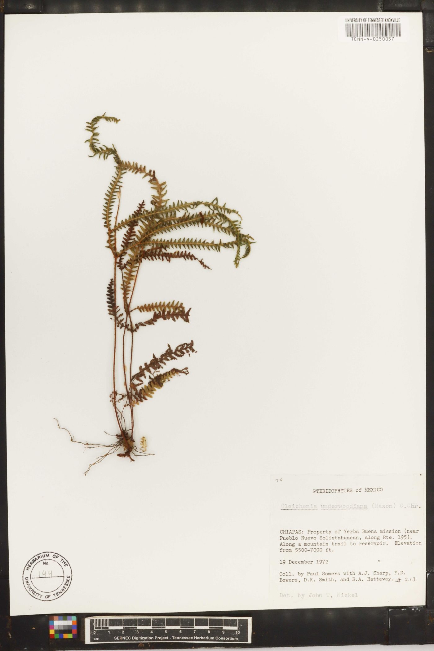Sticherus underwoodianus image