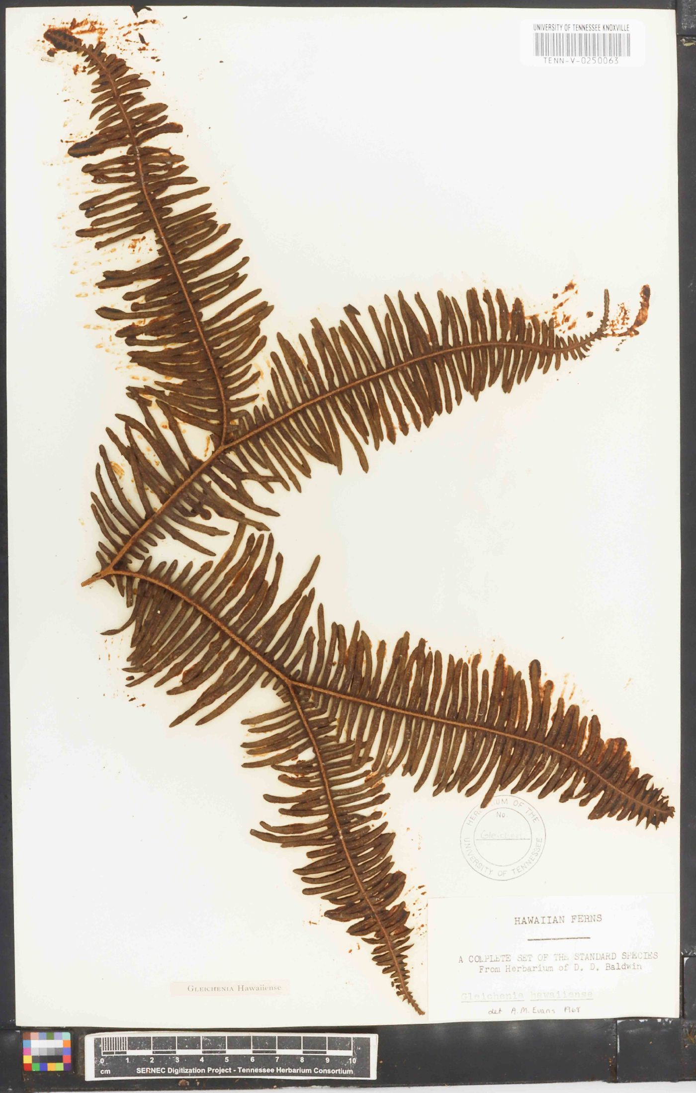 Dicranopteris linearis f. emarginata image