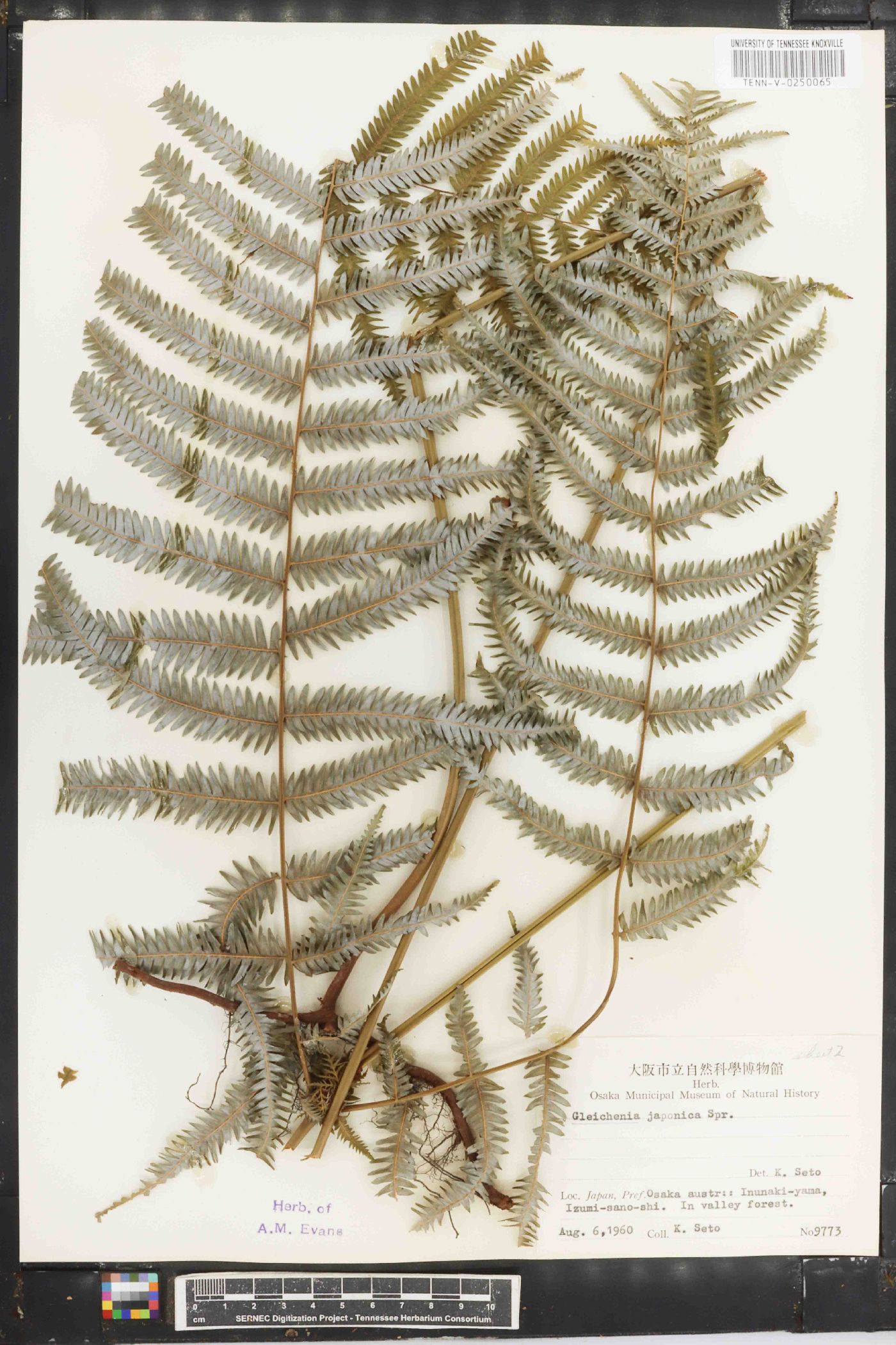 Gleichenia japonica image