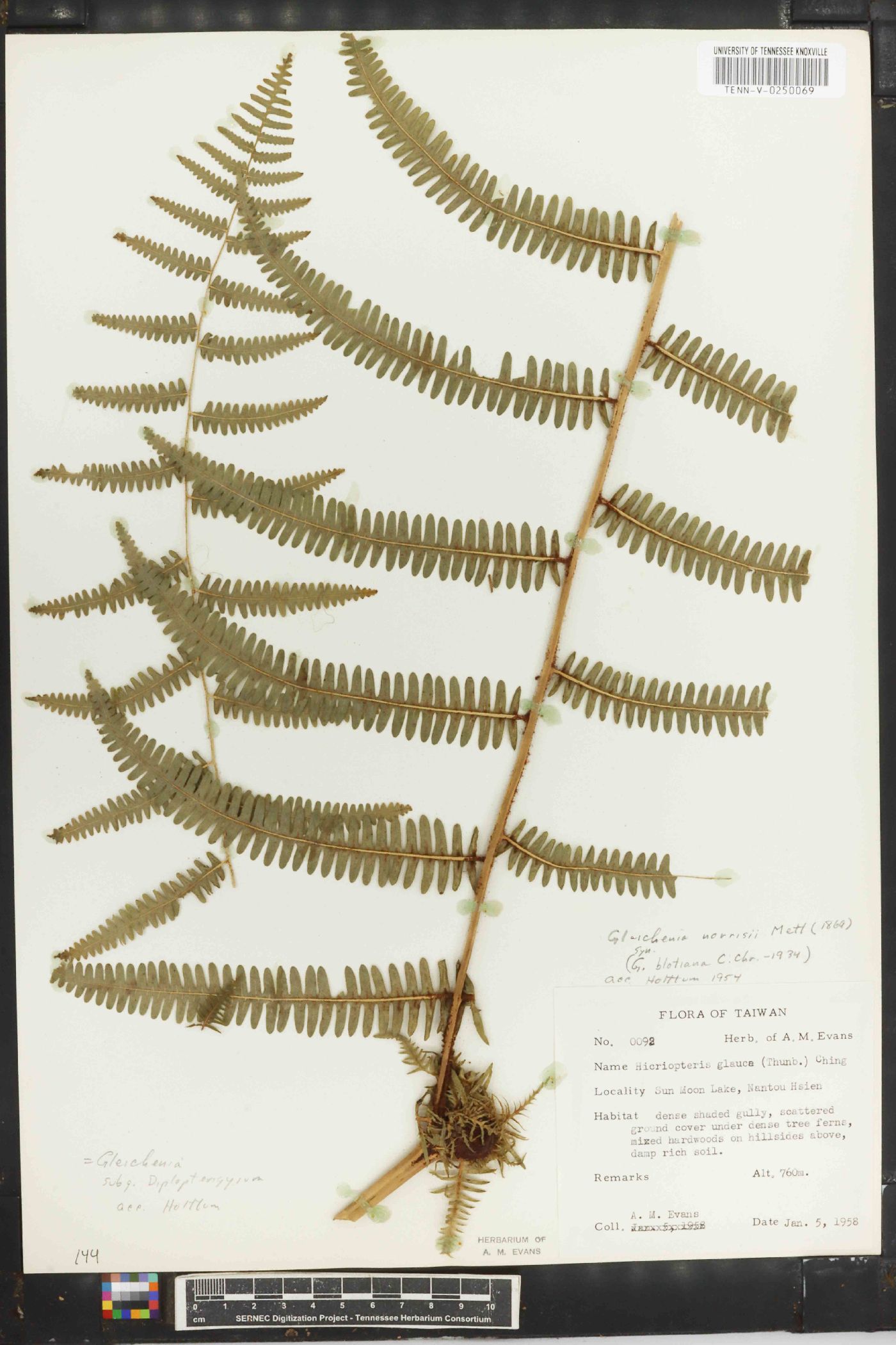 Hicriopteris glauca image