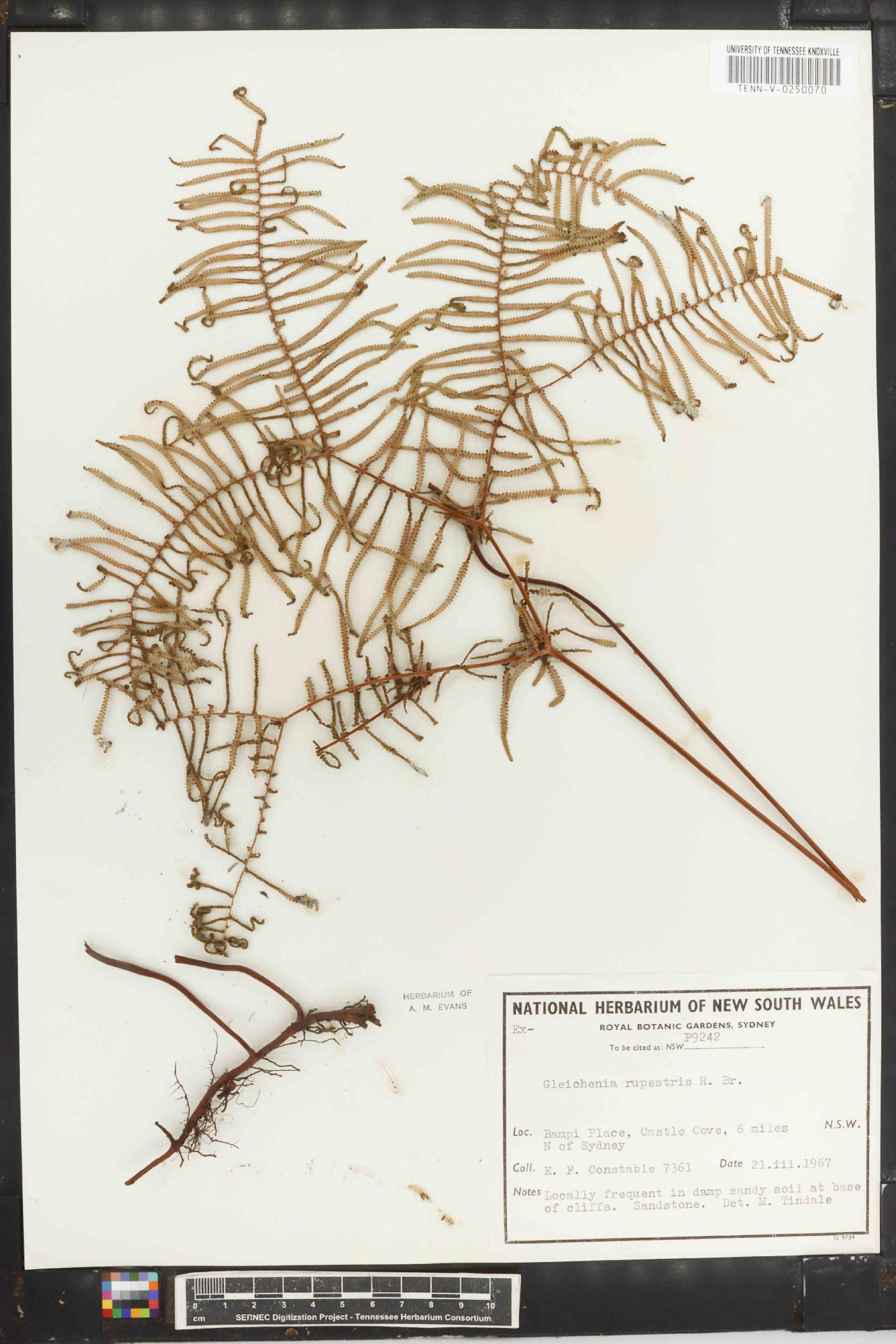 Gleichenia rupestris image