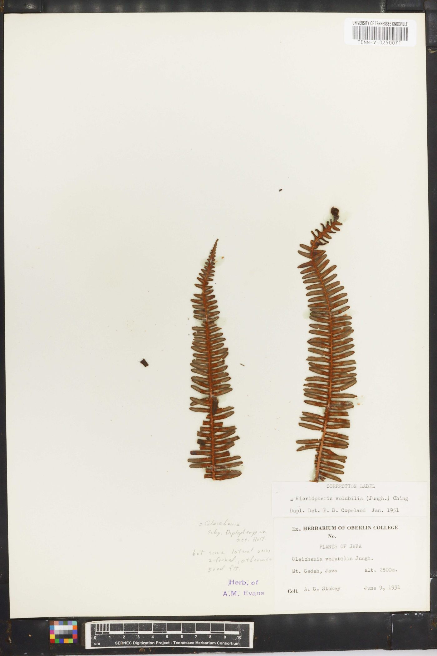 Diplopterygium volubile image