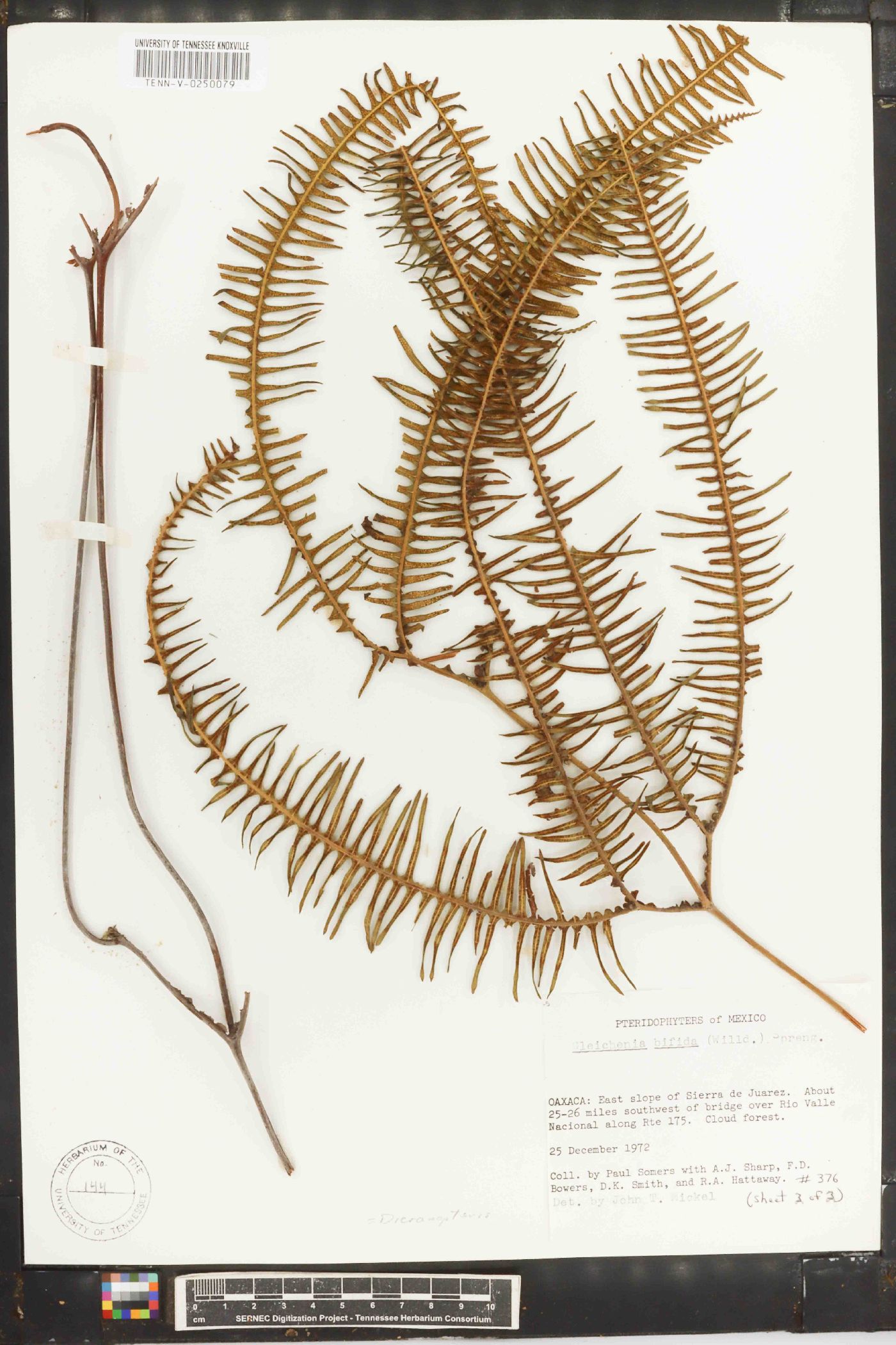 Sticherus bifidus image