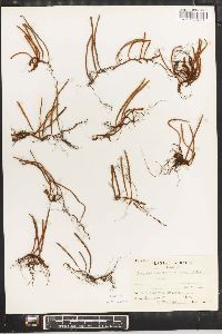Pyrrosia linearifolia image