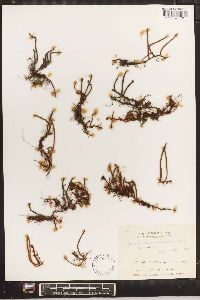 Pyrrosia linearifolia image