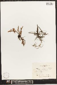 Pyrrosia linearifolia image