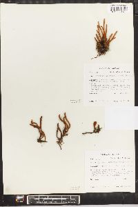 Pyrrosia linearifolia image