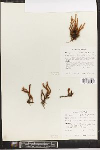 Pyrrosia linearifolia image