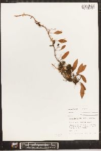 Pyrrosia lingua image
