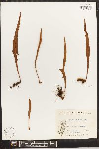 Pyrrosia mollis image