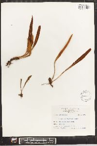 Pyrrosia mollis image