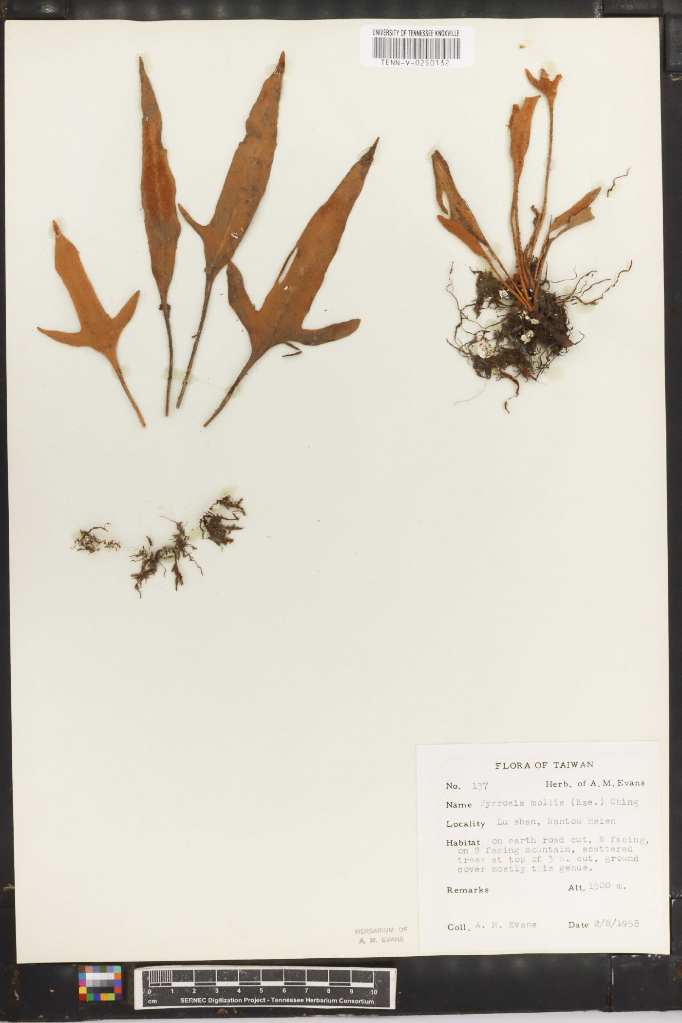 Pyrrosia mollis image