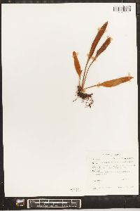 Pyrrosia mollis image