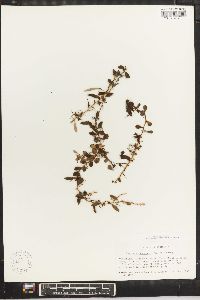 Pyrrosia rupestris image
