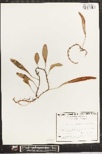 Pyrrosia rupestris image
