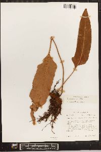 Pyrrosia sheareri image