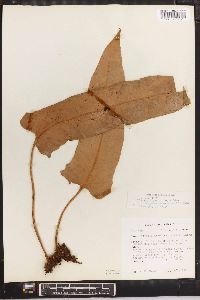 Pyrrosia sheareri image