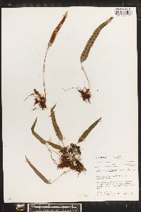 Crypsinus hastatus image