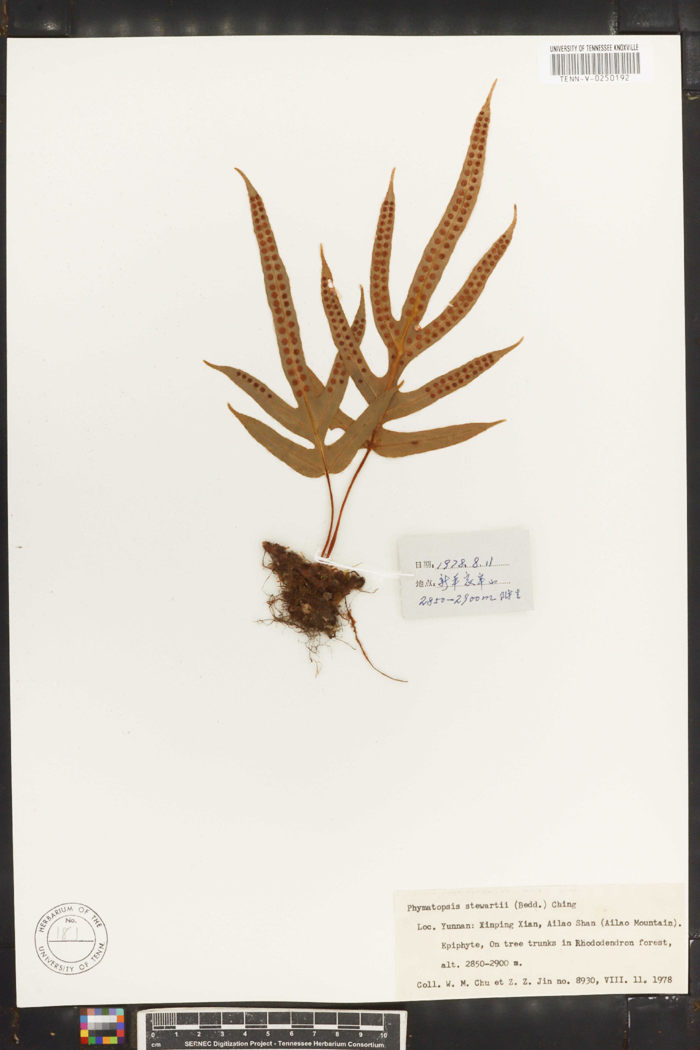 Phymatopsis image