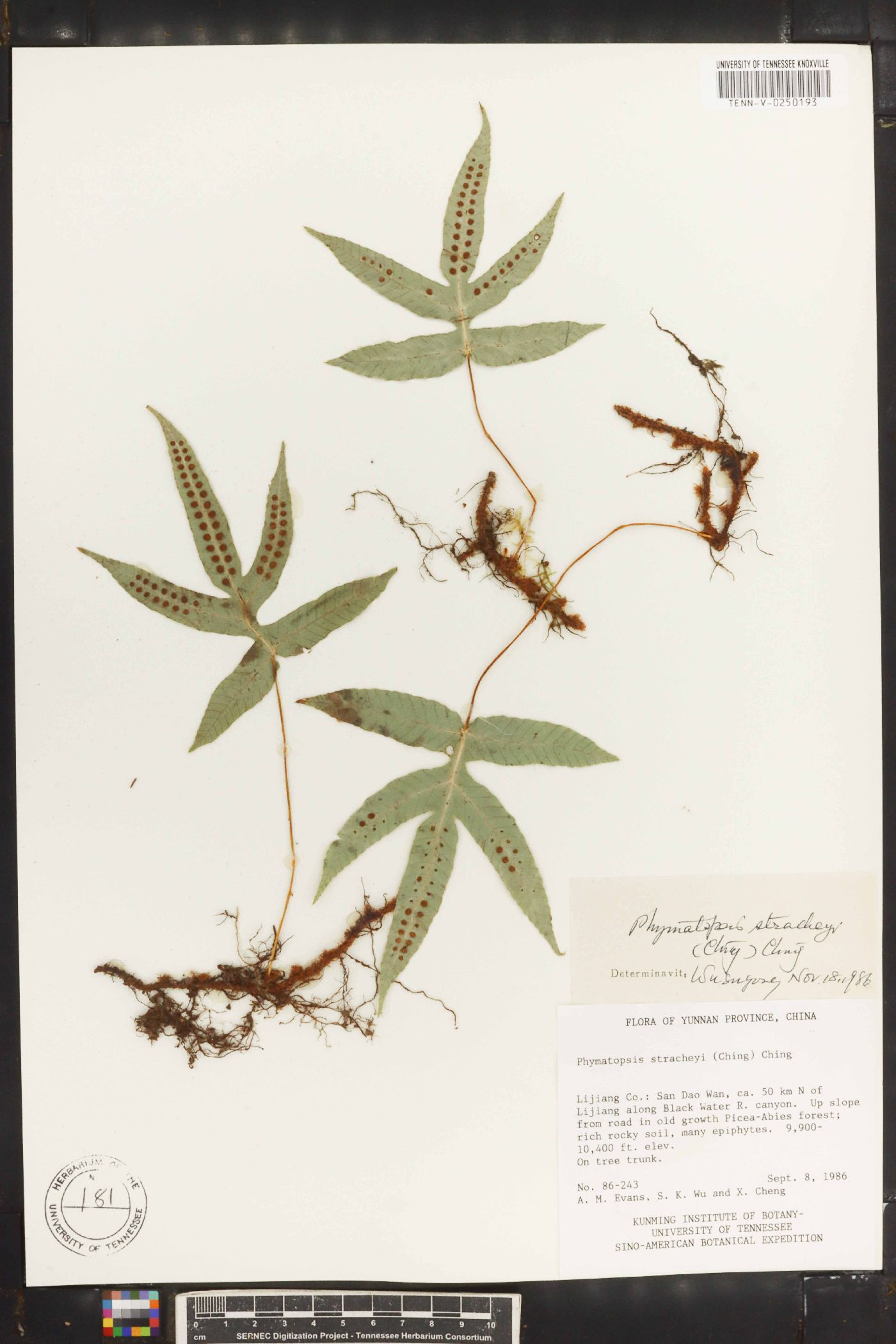 Phymatopsis image